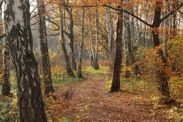 Fototapete Rund Birkenwald Birch forest in the fall  © pavlofox