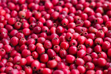 Picked red ripe berries of a hawthorn