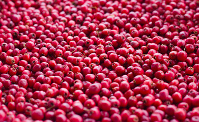 Picked red ripe berries of a hawthorn