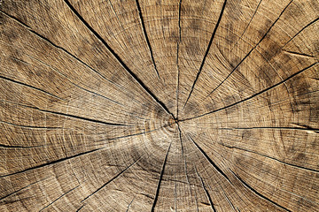 Jahresringe eines Baumes mit schöner Holztextur mit Abnutzung.