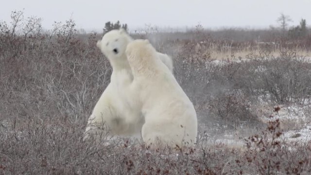 Polar bears sparring in the snow Beautiful shot of 2 polar bears fight and sparring