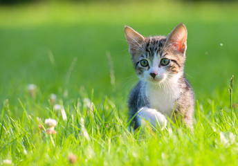 Little striped kitten hiding in the grass