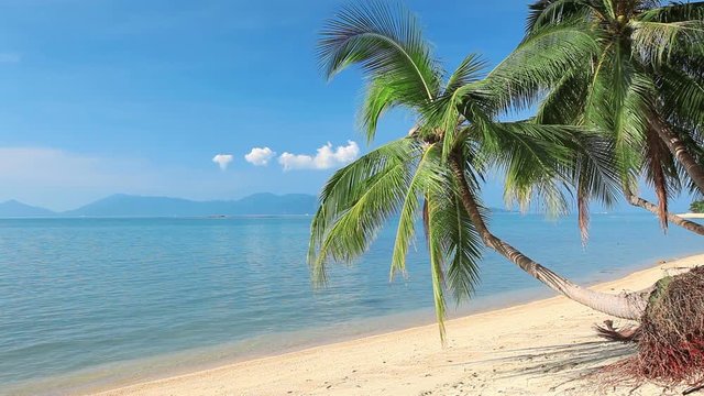 tropical beach and palm tree