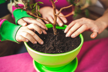 Replanting potted plant.