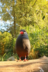 Ein Vogelportrait