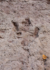 A dinosaur track is deeply imprinted in some sandstone. An aspen leaf is in the bottom right corner for scale.