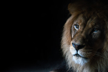Lion