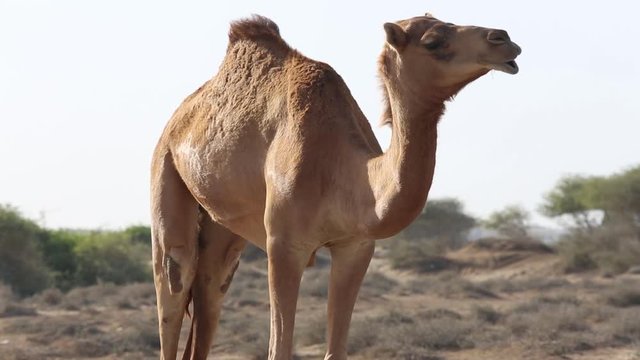 Camel walking in the desert of Oman and chewing grass