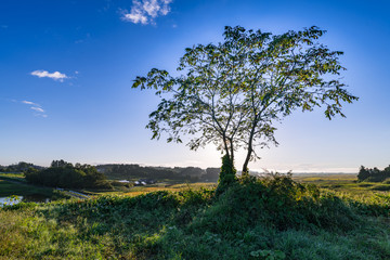 Obraz premium 秋の田園風景と丘の上のクルミの木