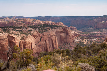 Vegetation, trees in the Colorado plateau in Tuba city, Arizona, in the land of the Navajo, United States. In the middle of this rugged landscape is the Glen Canyon National Recreation Area (NRA).