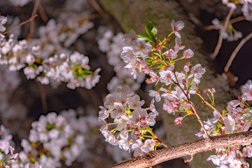 Cherry blossom in spring season at Tokyo, Japan. Cherry blossoms will start blooming around the late March in Tokyo, Many visitors to Japan choose to travel in cherry blossom season.