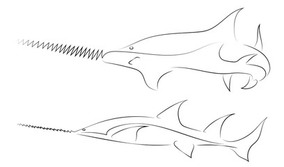 Black line fish saw on white background. Hand drawing vector graphic fish. Sketch style. Animal illustration.