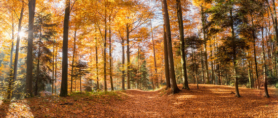 Panorama sun in the autumn forest.