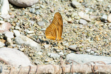 mariposa