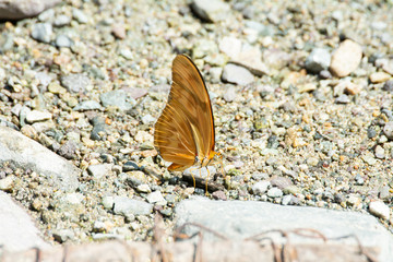 mariposa
