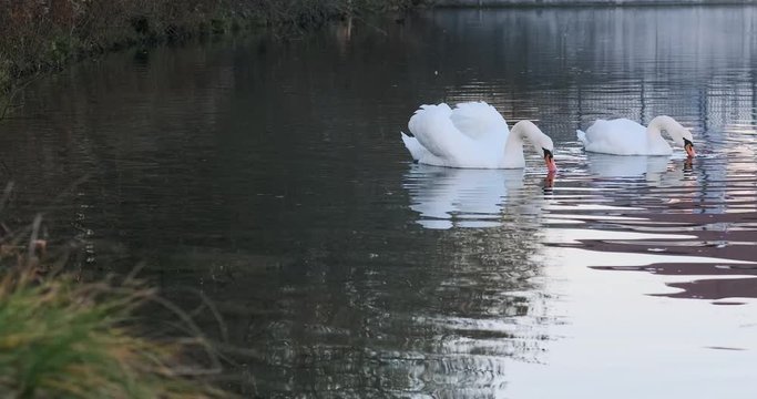 Schw&auml;ne auf Stausee Nahaufnahme 4k DCI 50p