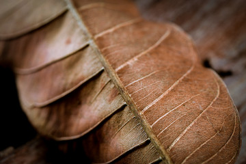 Dried leaf in close up with veins and details