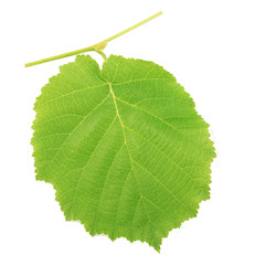 One kiwi leaf isolated on white background