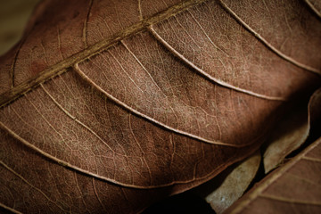 Dried leaf in close up with veins and details