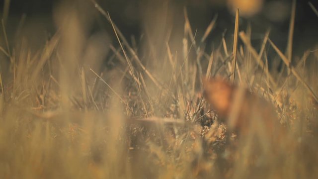 Macro shot of surreal light orange grass, refocusing and moving in Slow motion