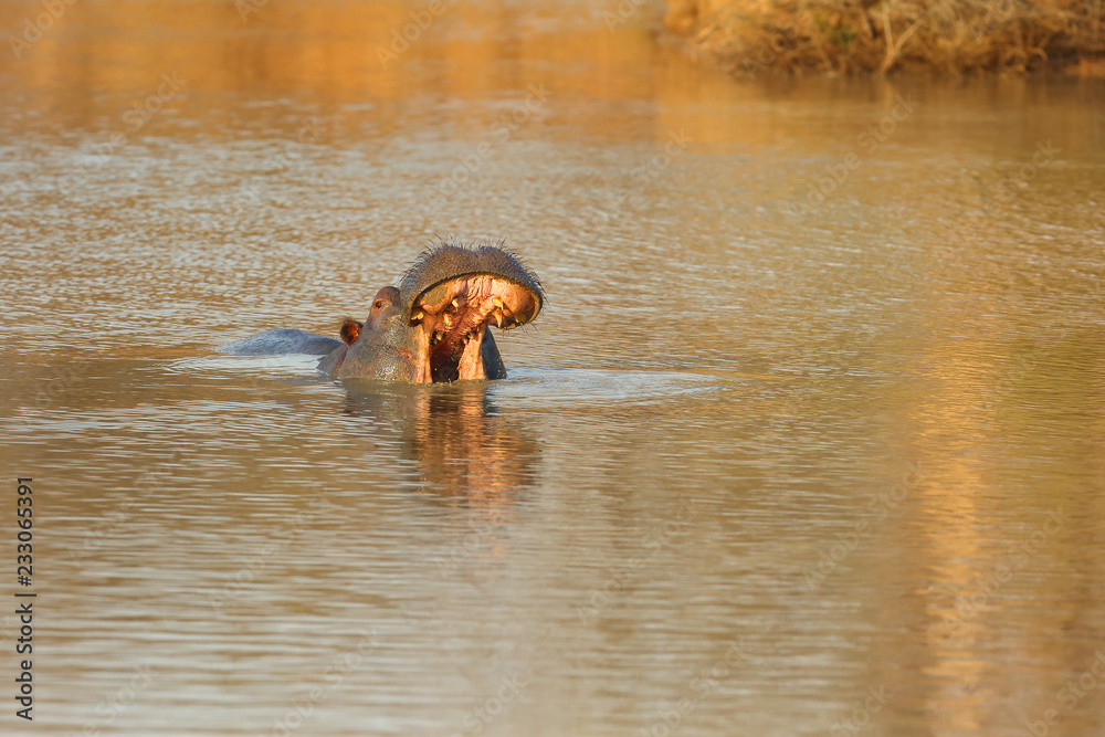 Wall mural The common hippopotamus (Hippopotamus amphibius) or hippo is warning by open jaws and swimming in the middle of lake in beautiful evening light