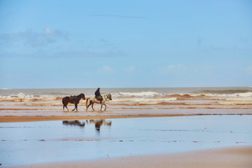 Fototapeta na wymiar Horses walking on the beach at sunset. Sport and travel concepts