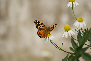 Beautiful daisy flowers in summer