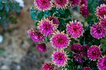 purple flowers in the garden