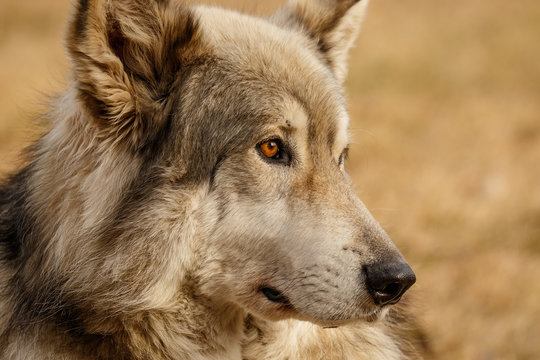 Low content wolf in Yamnuska sanctuary, Canada