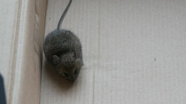 House gray mouse sits in a cardboard box