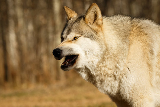 Scary looking yawning wolf in Yamnuska sanctuary, Canada