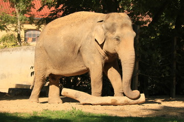 Naklejka premium Ein Elefant reinigt seinen Körper