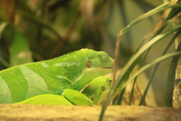 Leguan