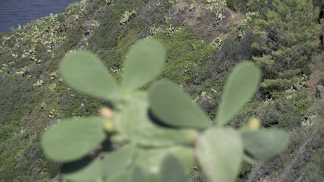 Elba 8