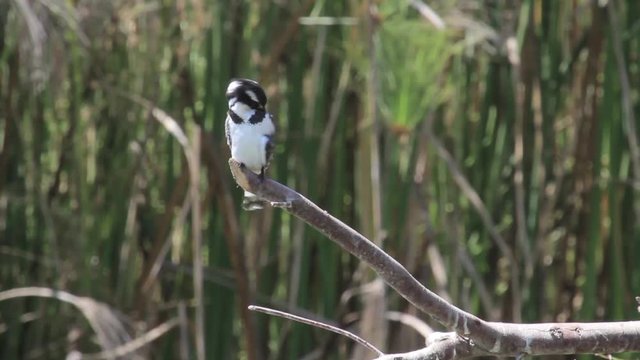 Pied kingfisher standing on branch