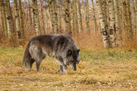 Large old grey wolf siffing around, Canada