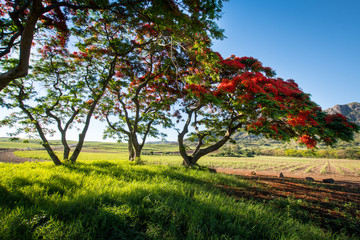 Flame tree from Mauritius in morning sun 