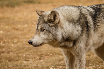 Obraz premium Ciekawie wyglądający wilczak w sanktuarium Yamnuska w Kanadzie