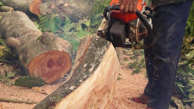 Man slice tree trunk with chainsaw to make lumber
