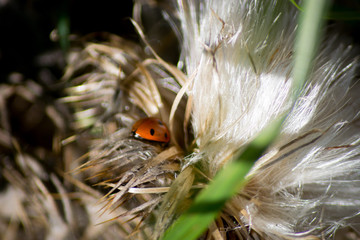 Lady bird in daisy clock