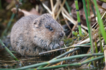 water vole eating