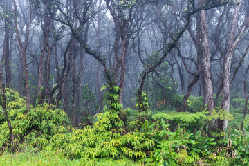 Tropical rainforest on Hawaii's Big Island. Lush green vegetation on ground; Barren trees above. Mist from rainstorm in the background.