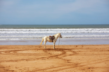 horse stands on a beach with white sand against the sea and blue sky
