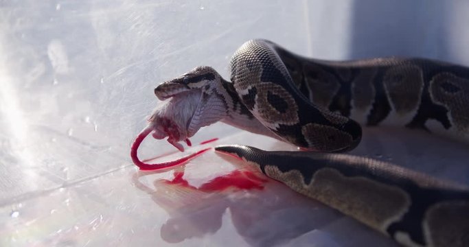 Feeding the snakes