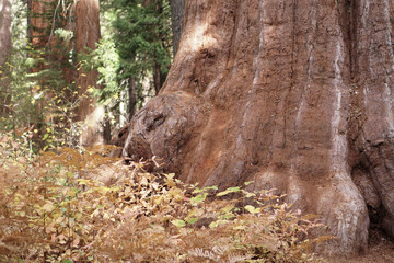 Large Tree Trunk in the Forest