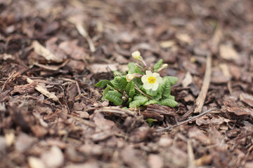 young plant in soil