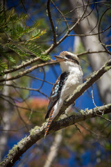 Kookaburra