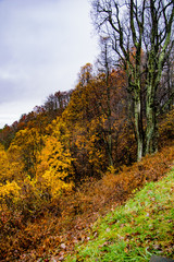 colorful autumn hillside in the blue ridge mountains