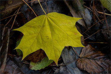 Autumns fallen leaf