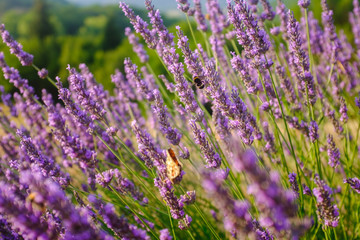 Bee In Lavender